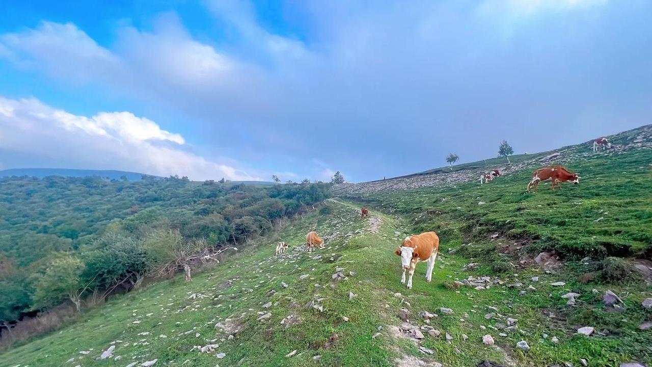 盲目延长育肥时间, 母牛肉质变老价格低, 最佳育肥周期揭秘