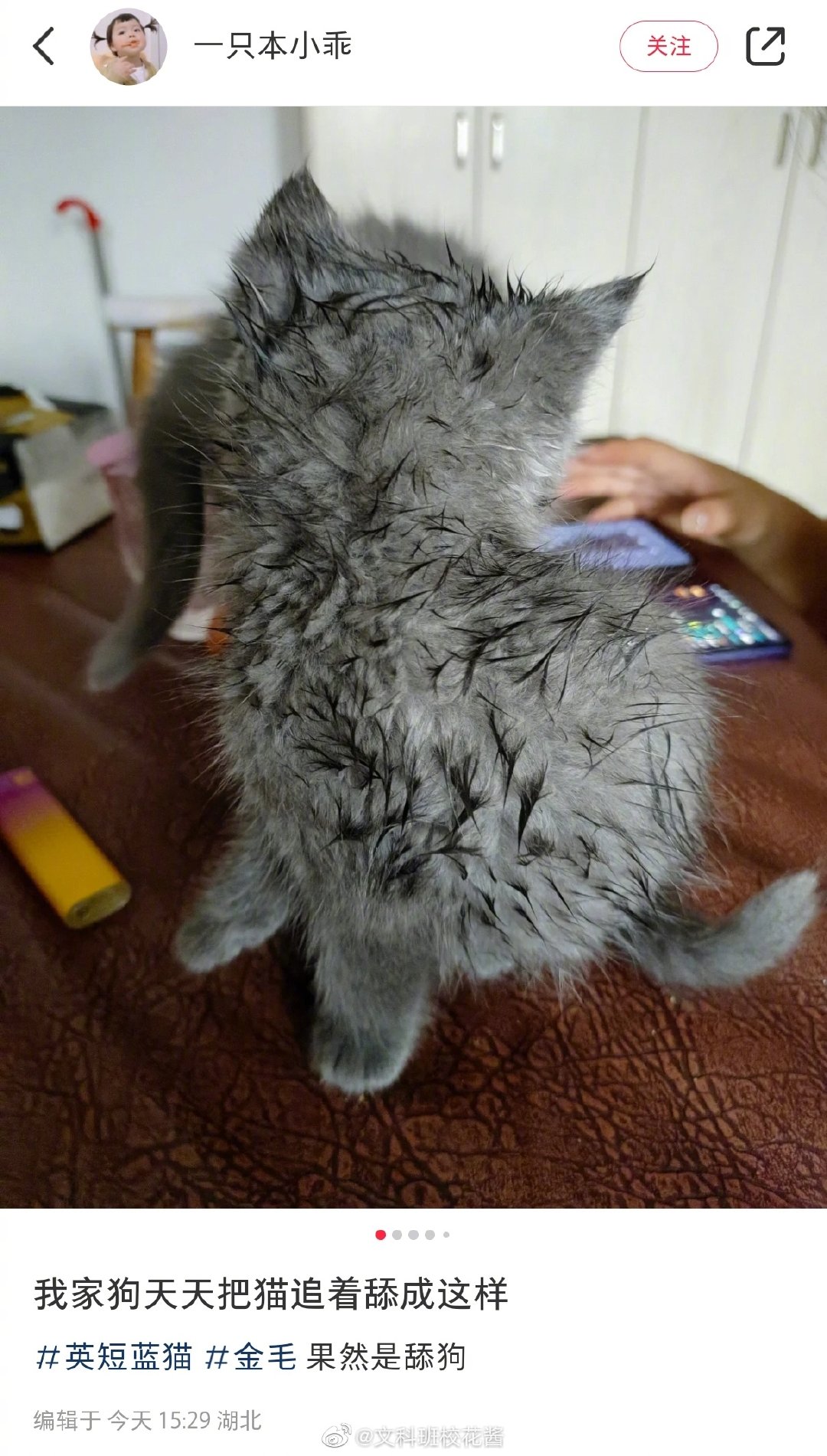 看把猫咪舔成啥样了