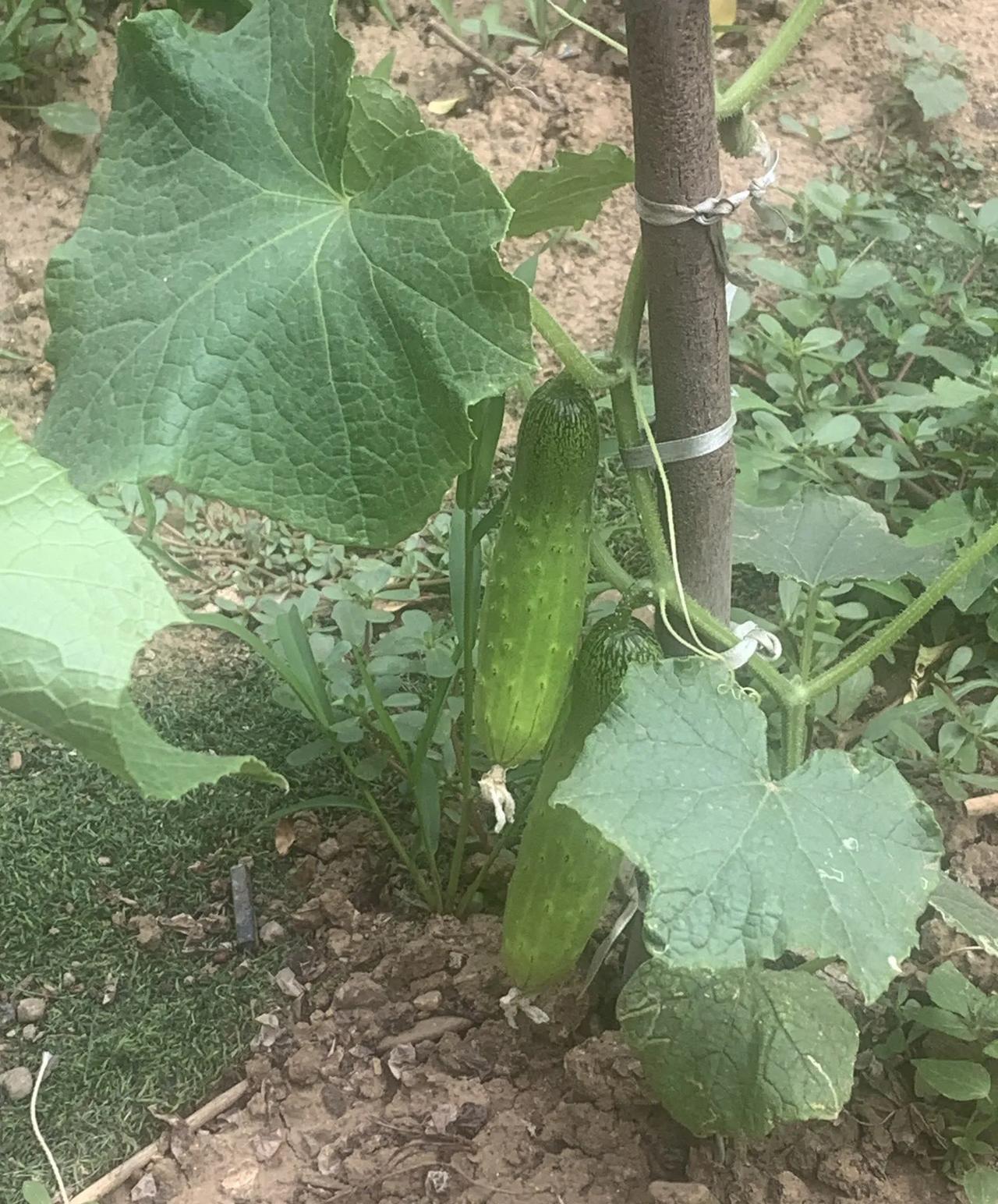 #晒晒小菜园种植绿色蔬菜#哇，邻居家的菜园子超有生活气息！种满了绿油油的青