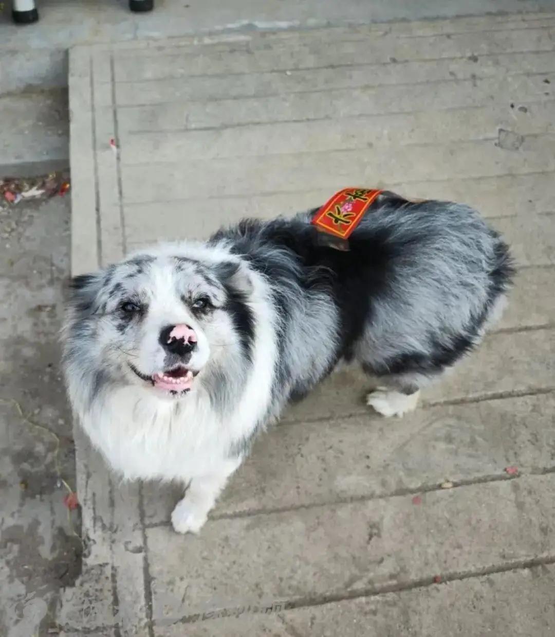 河南商丘，一只拥有百万粉丝的网红边牧犬“锄头”，被一对骑电动车的陌生男女强行架走