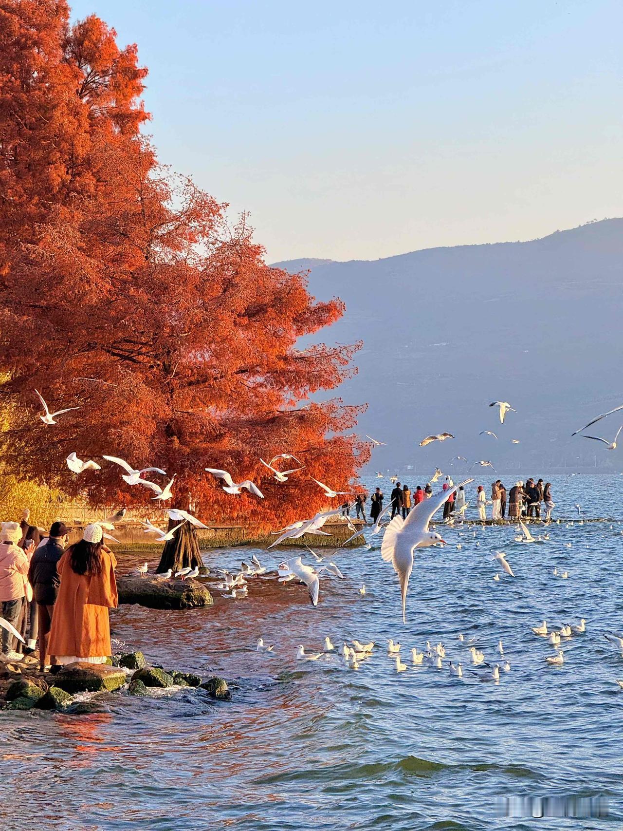 救命！12.1的大理直接美到我失语🌅谁懂啊家人们！今天的大理杀疯了！！红