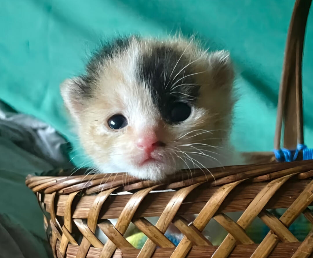 低脂小猫^›⩊‹^੭