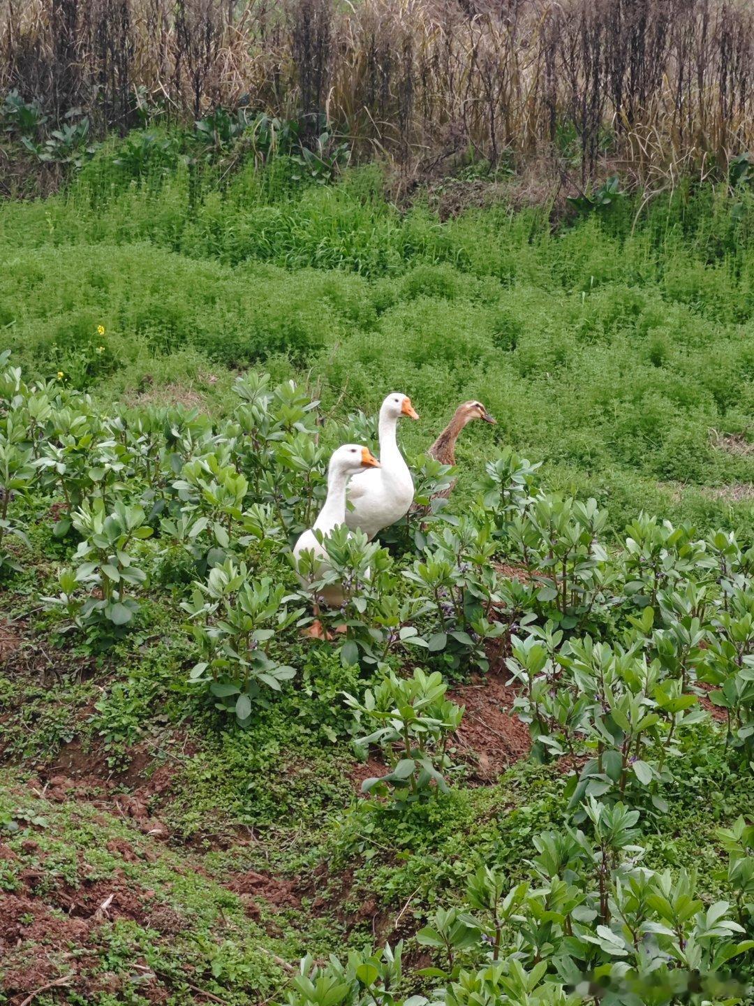 还有鹅和鸭