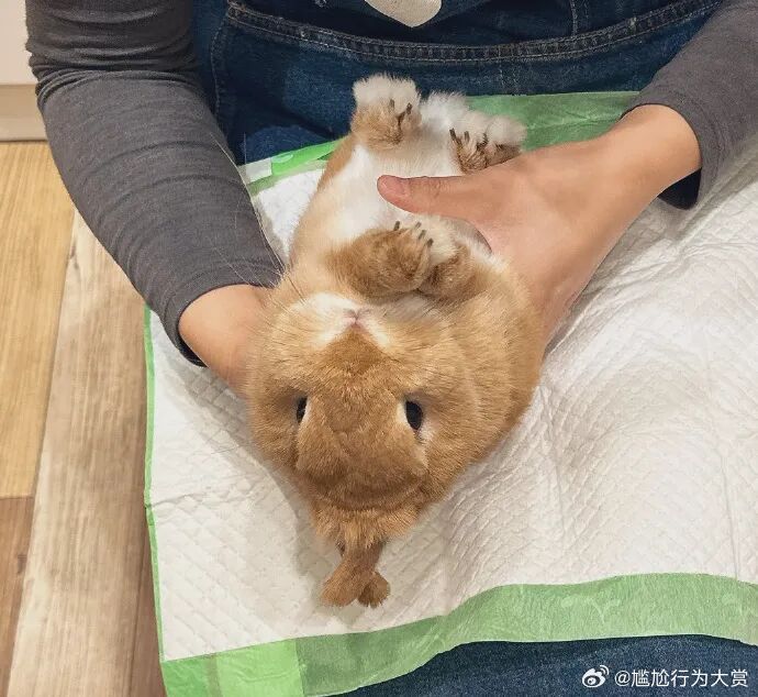 可可爱爱宠物卖萌中心​​​
