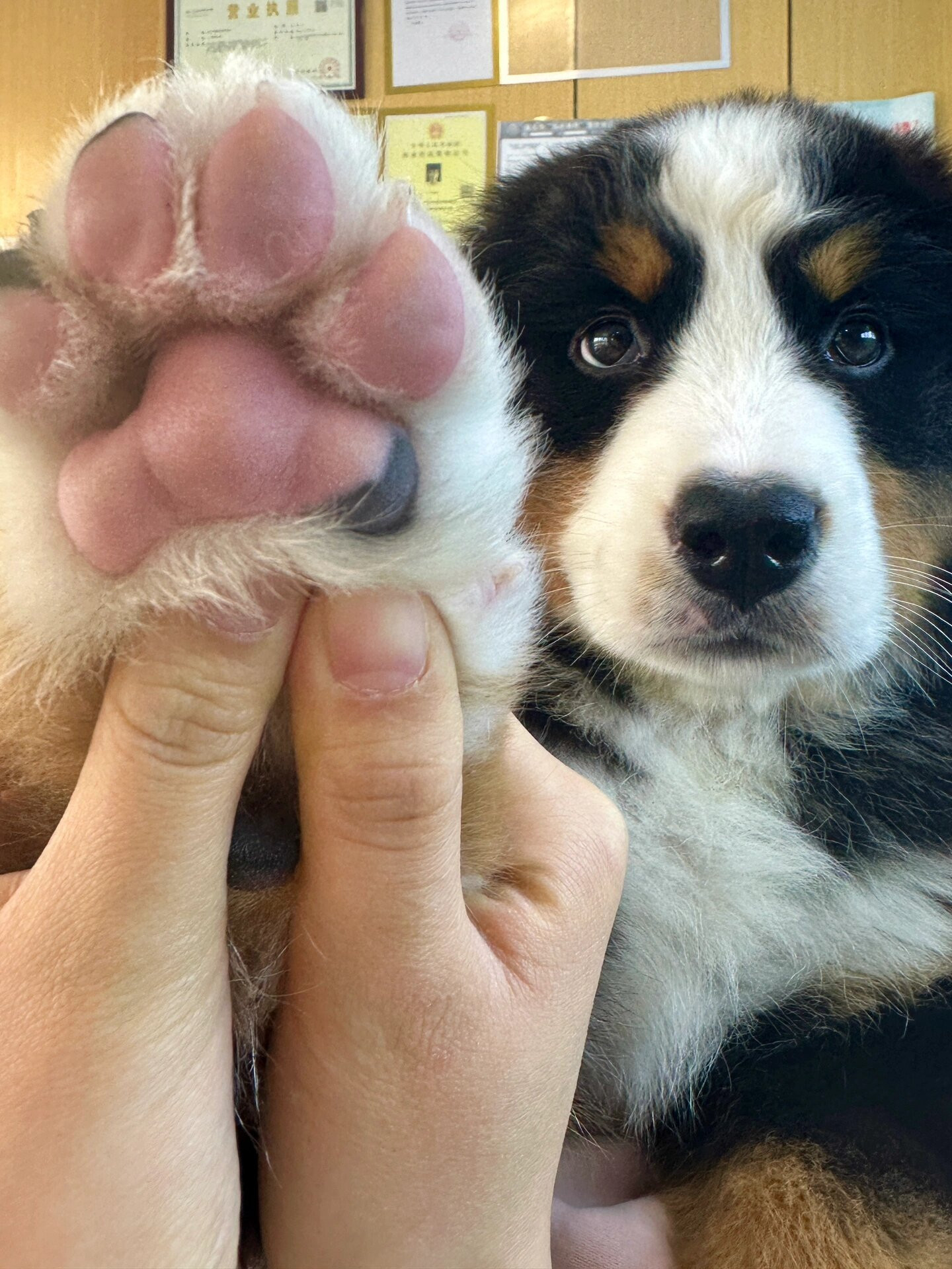 和小狗签订契约，人类将免去小狗终生饥寒之苦，而小狗则为人类看守心门