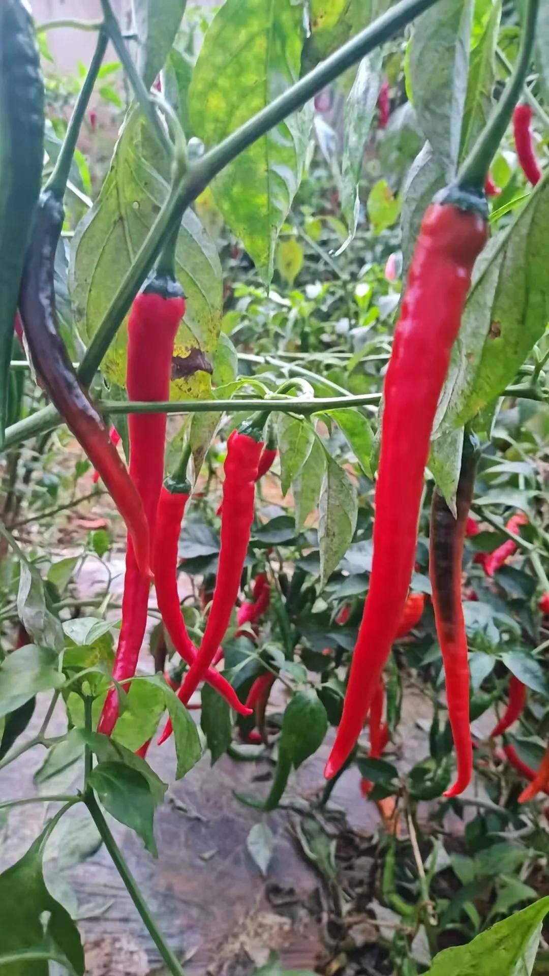 《辣椒红了》菜园的角落，辣椒藤上挂满了“小灯笼”。红的热烈，紫的深沉，细长