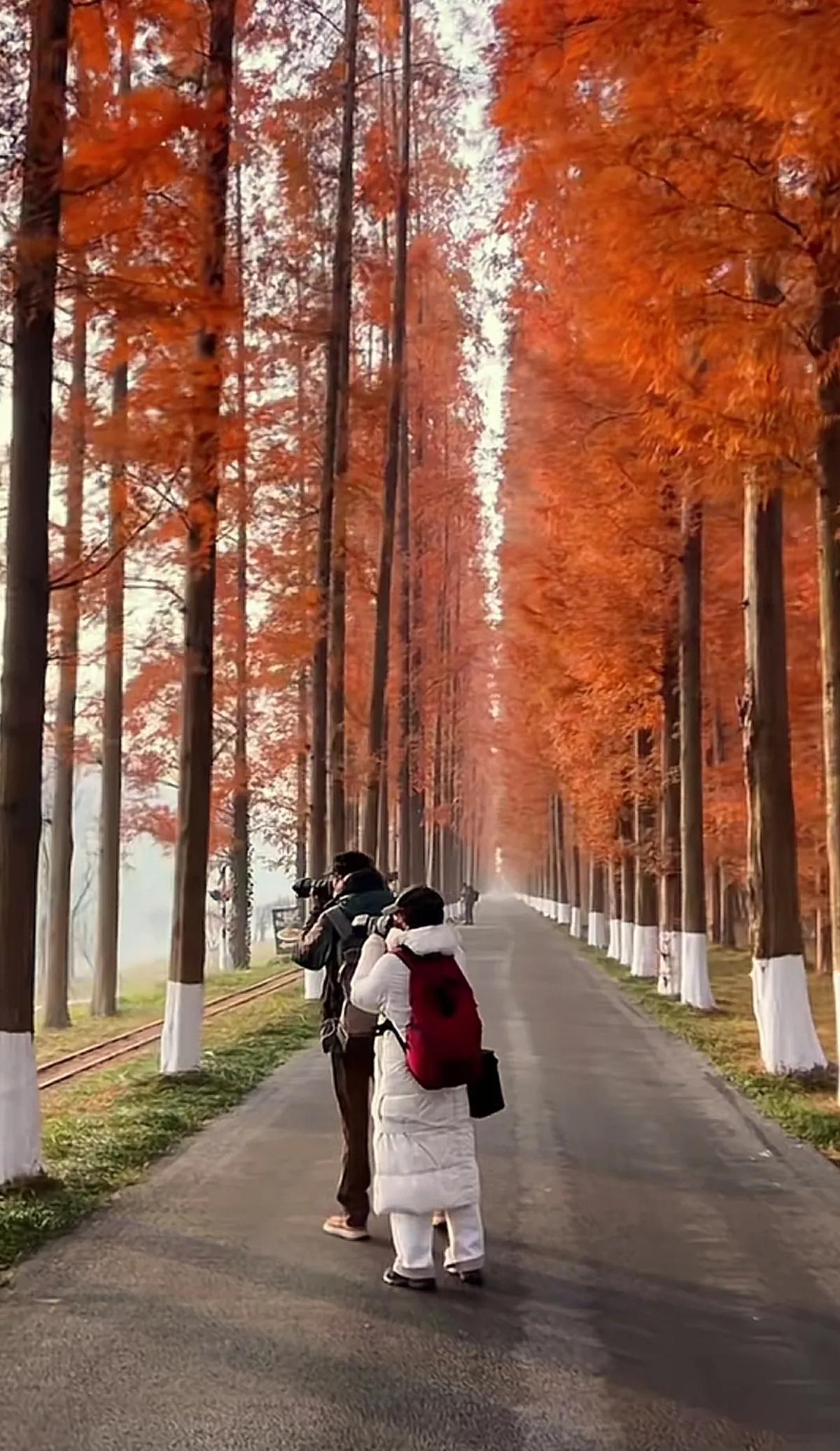 秋意浓，树影婆娑，人间胜景。随手拍初冬景色如此醉人的秋色枫树下的浪漫秋日湖