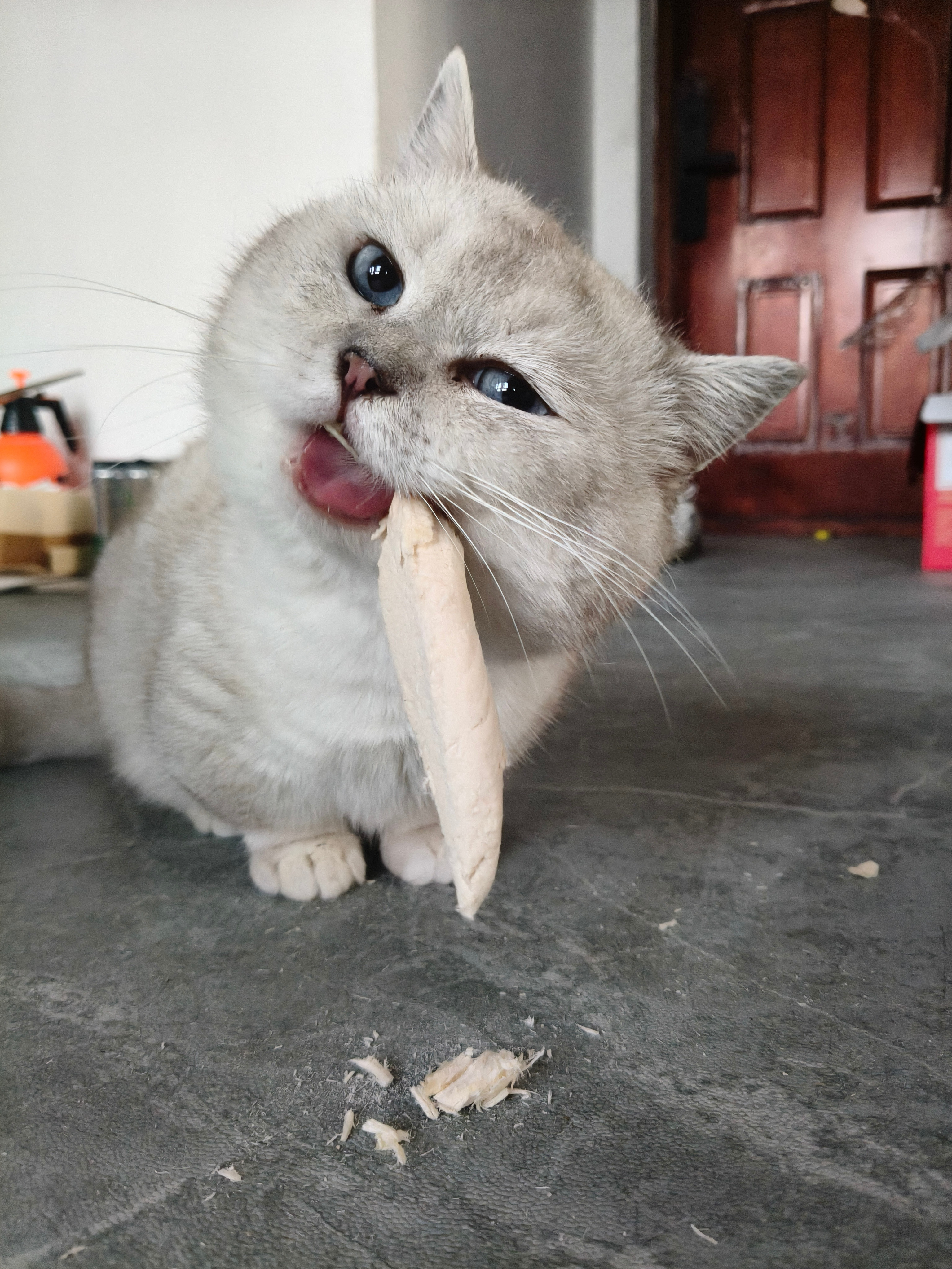 我儿向来方正！拾伍的猫奴生活