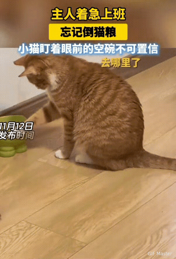 杭州有个女孩早上起晚了，慌慌张张出门上班，连早饭都没顾上吃，顺带把家里的猫也忘了