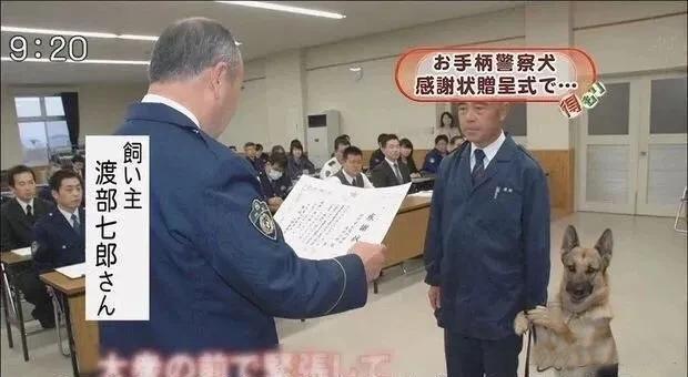 日本的一只警犬突然火了起来！它之前因为协助破获一起重要案件，要接受颁奖。领奖当