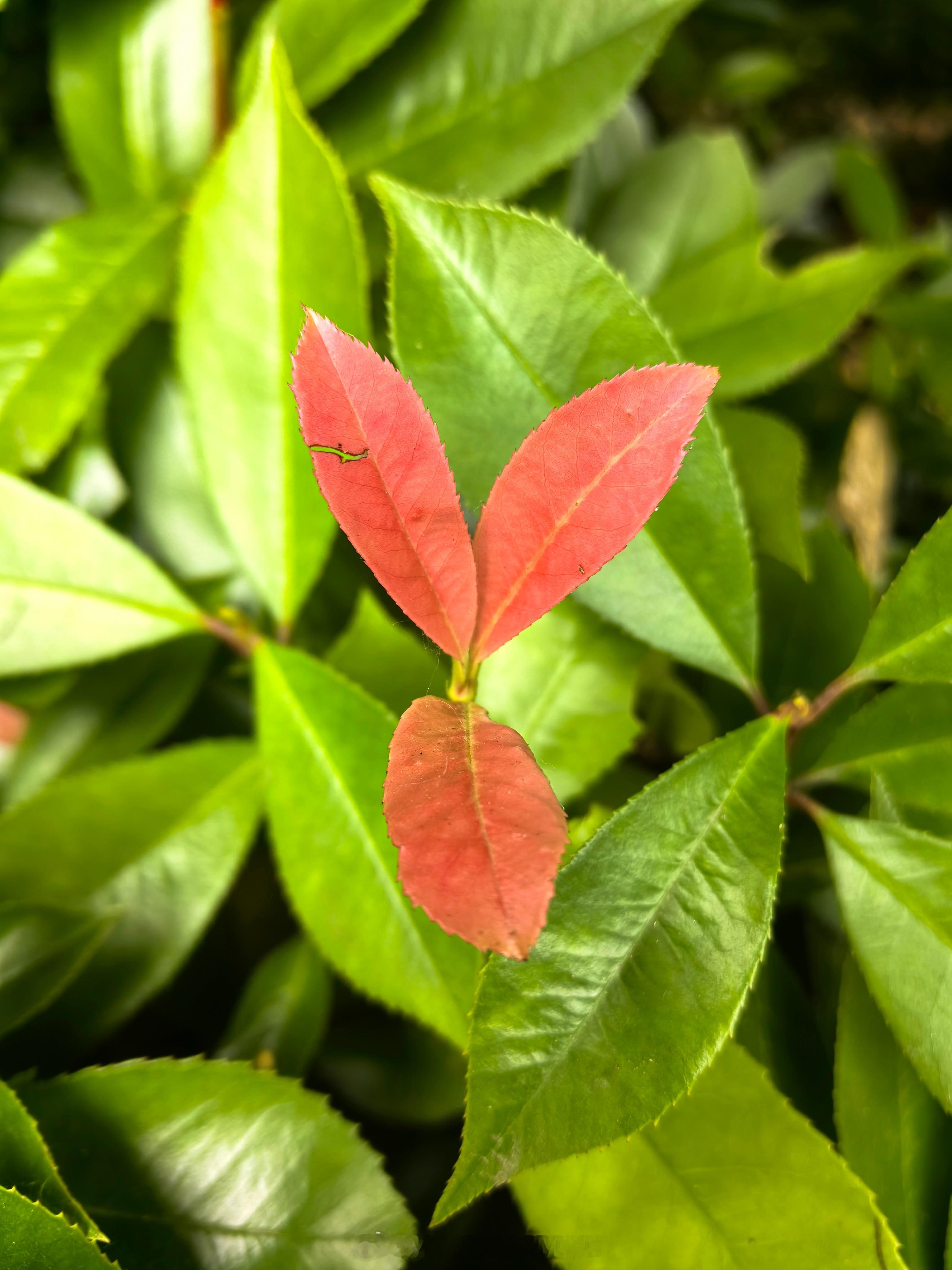 你就这样慢慢的长大了。