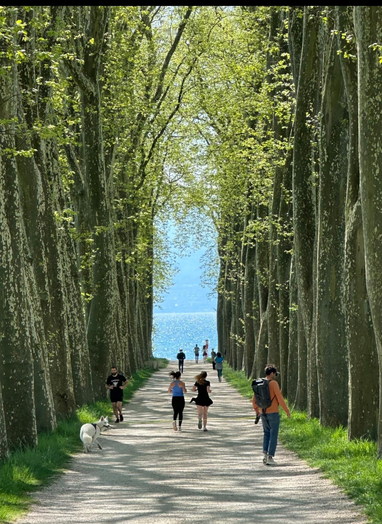 就喜欢林荫路，跑步的跑步，遛狗的遛狗，打排球的打排球，躺平的躺平，发呆的发呆，真