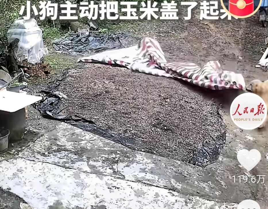 主人外出干活，暴风雨来临之前，小狗主动把玉米盖了起来，等主人冒雨回家后看到玉米被