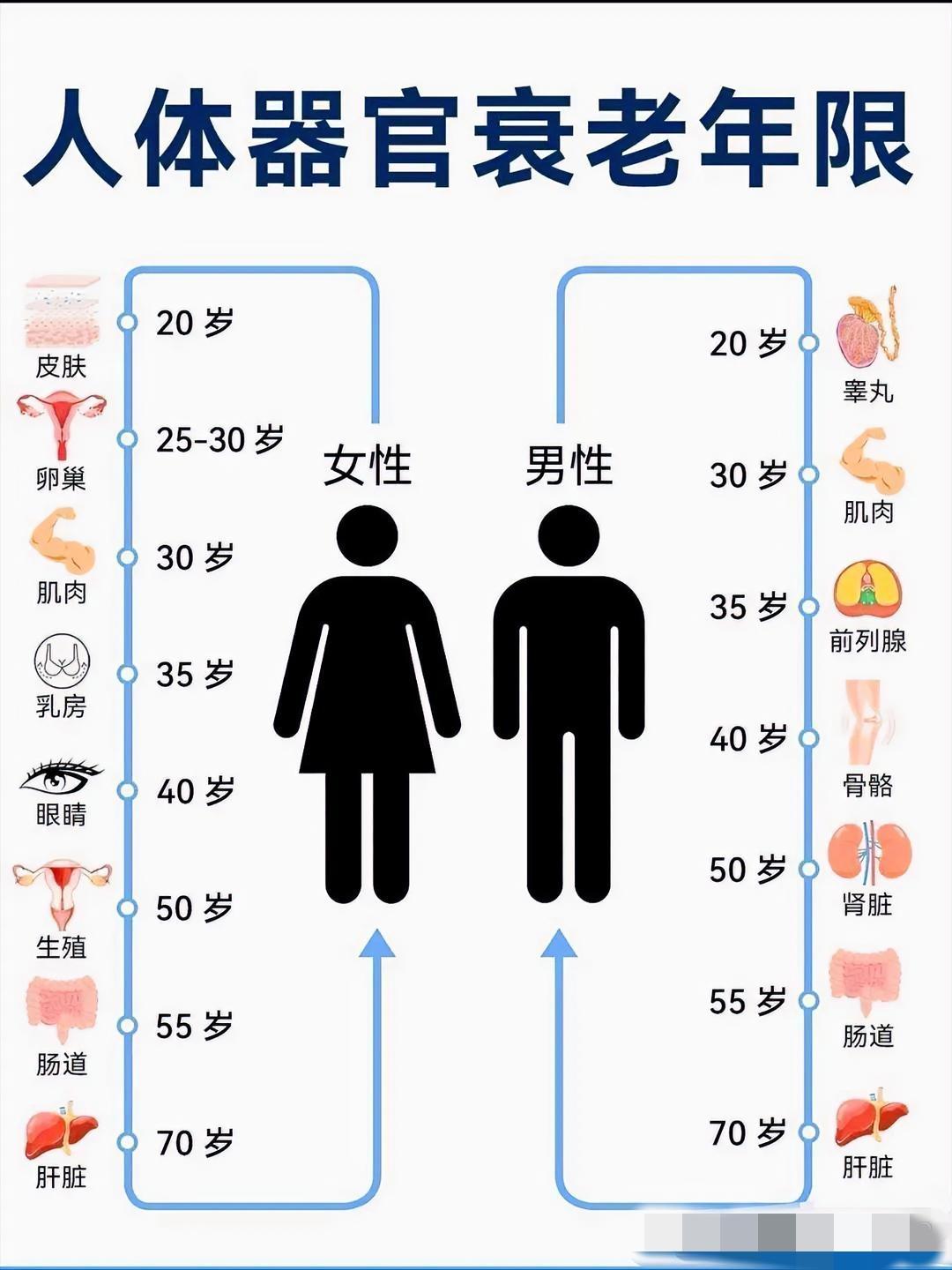 人体器官衰老年限