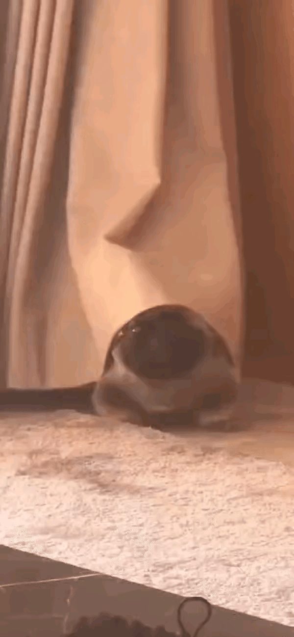 太搞笑了！马筱梅更新动态说:最近母爱爆棚！原来汪小菲不在家，她都在遛狗啊一边