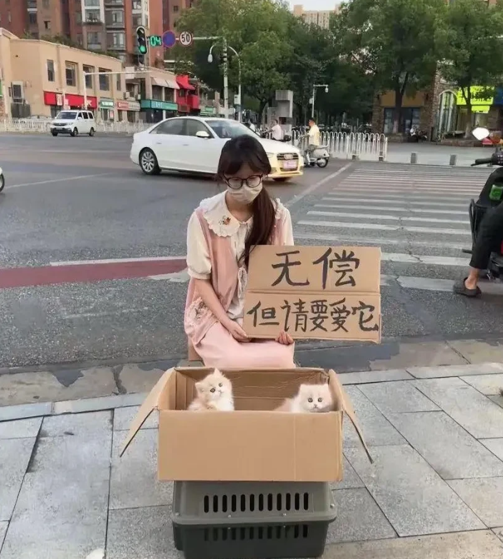 这么漂亮的猫咪免费的，竟然没人要，有什么圈套吗？