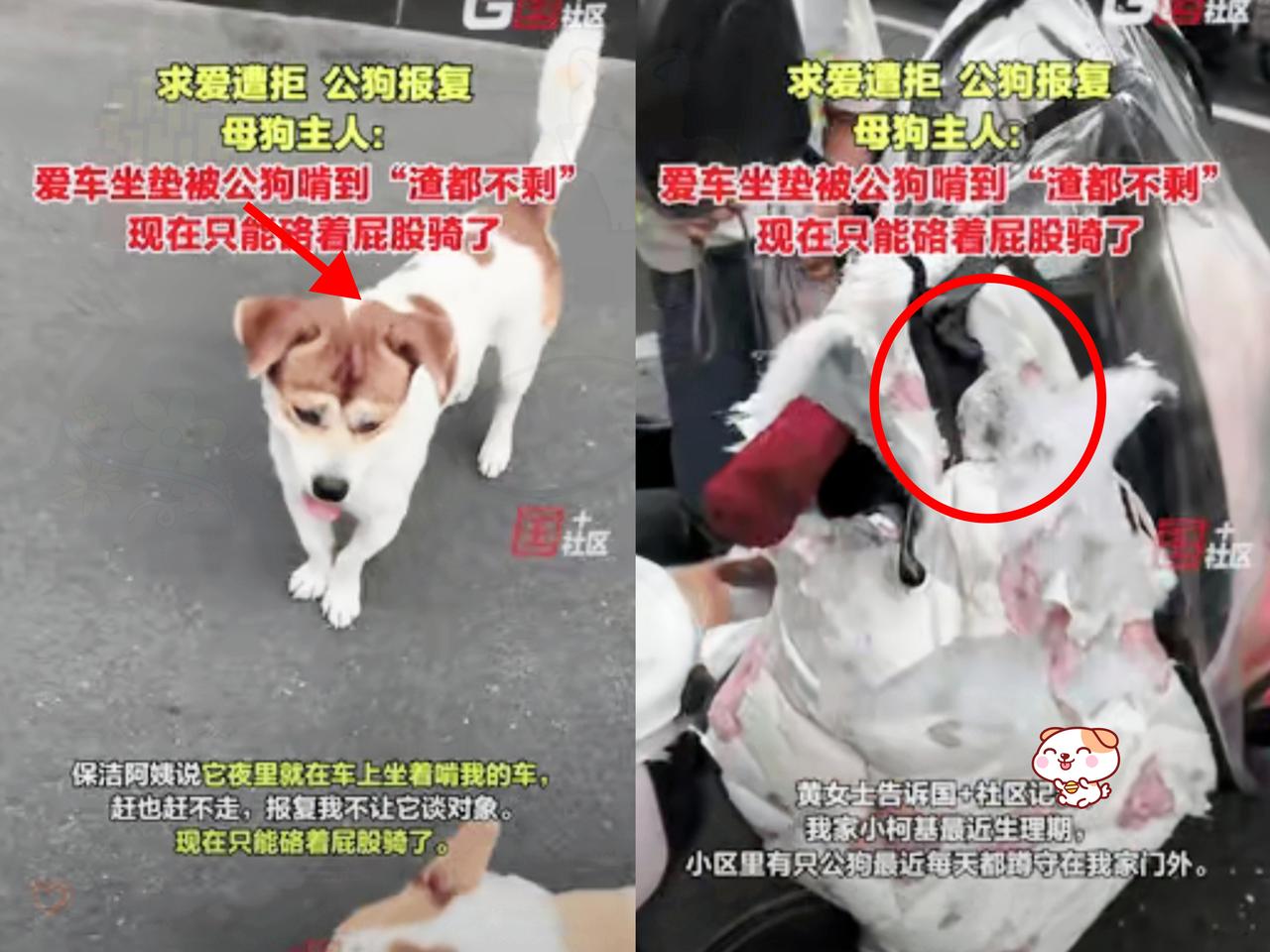 没想到这狗记仇程度真比人还精！近日安徽合肥一女子她家生理期柯基，结果小区里的一