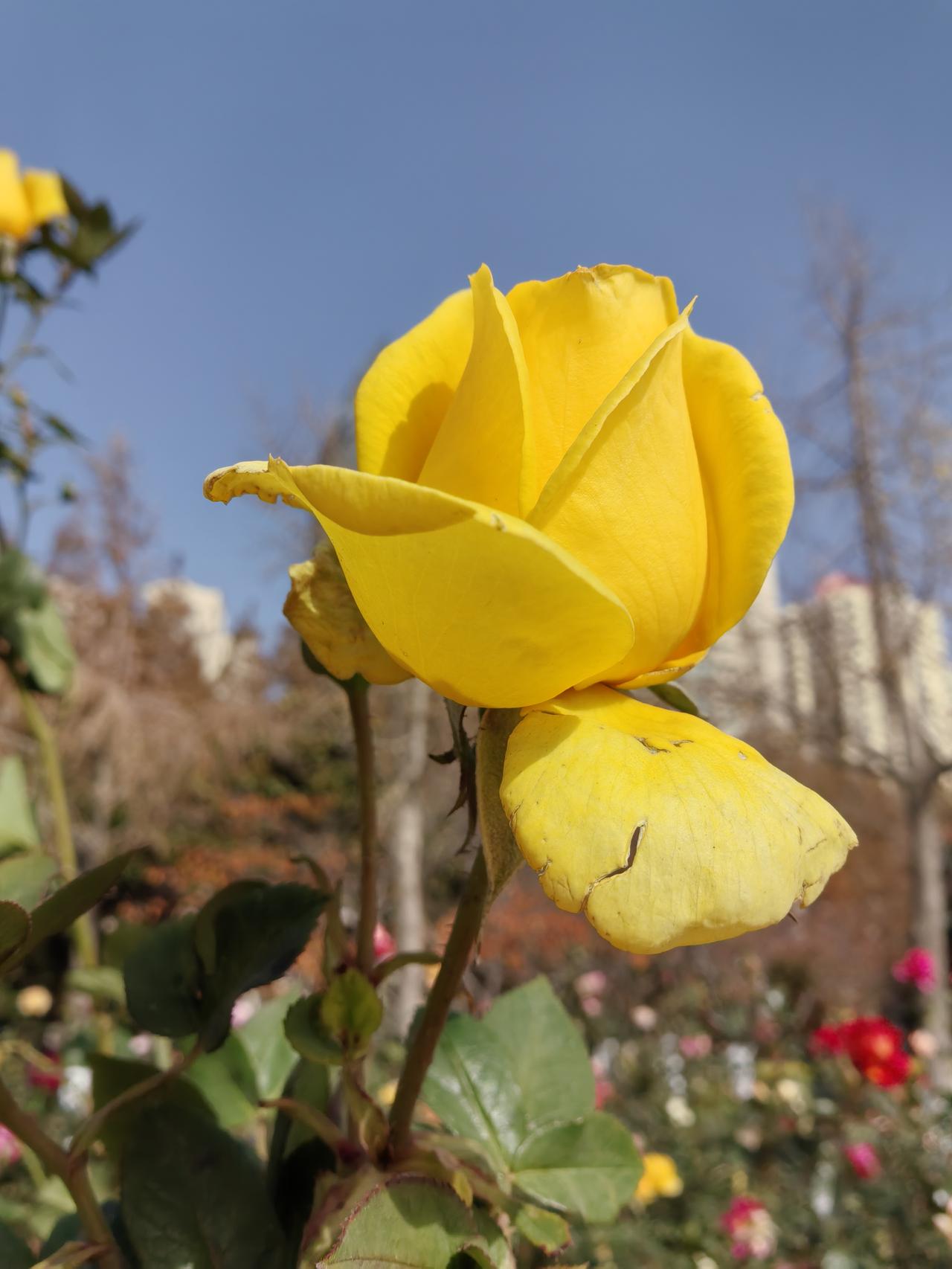 儿子很关心我，我说的每一句话他都会回应我，可是我却觉得很难过。人人都羡慕我有