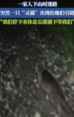 凌晨四点一家三口去爬山，在山上迷路了，这时一家人有点慌，正忐忑时，遇到了一只小猫
