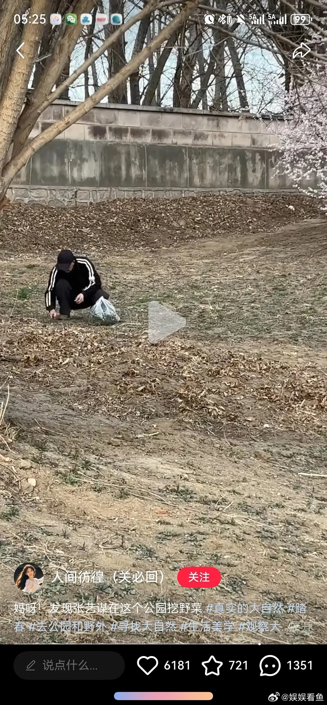 老谋子挖野菜。