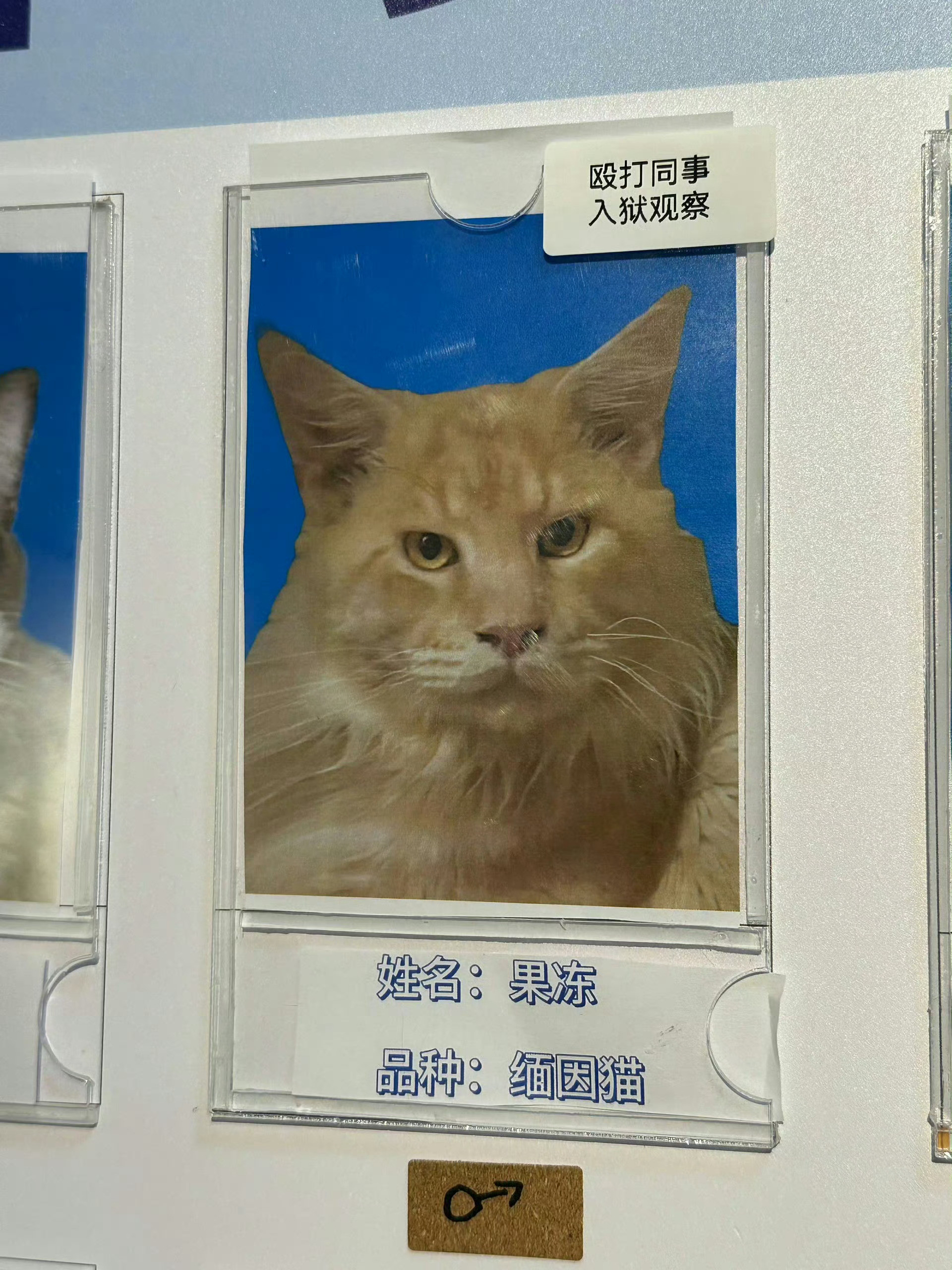 猫咪因殴打同事，入狱观察🥹
