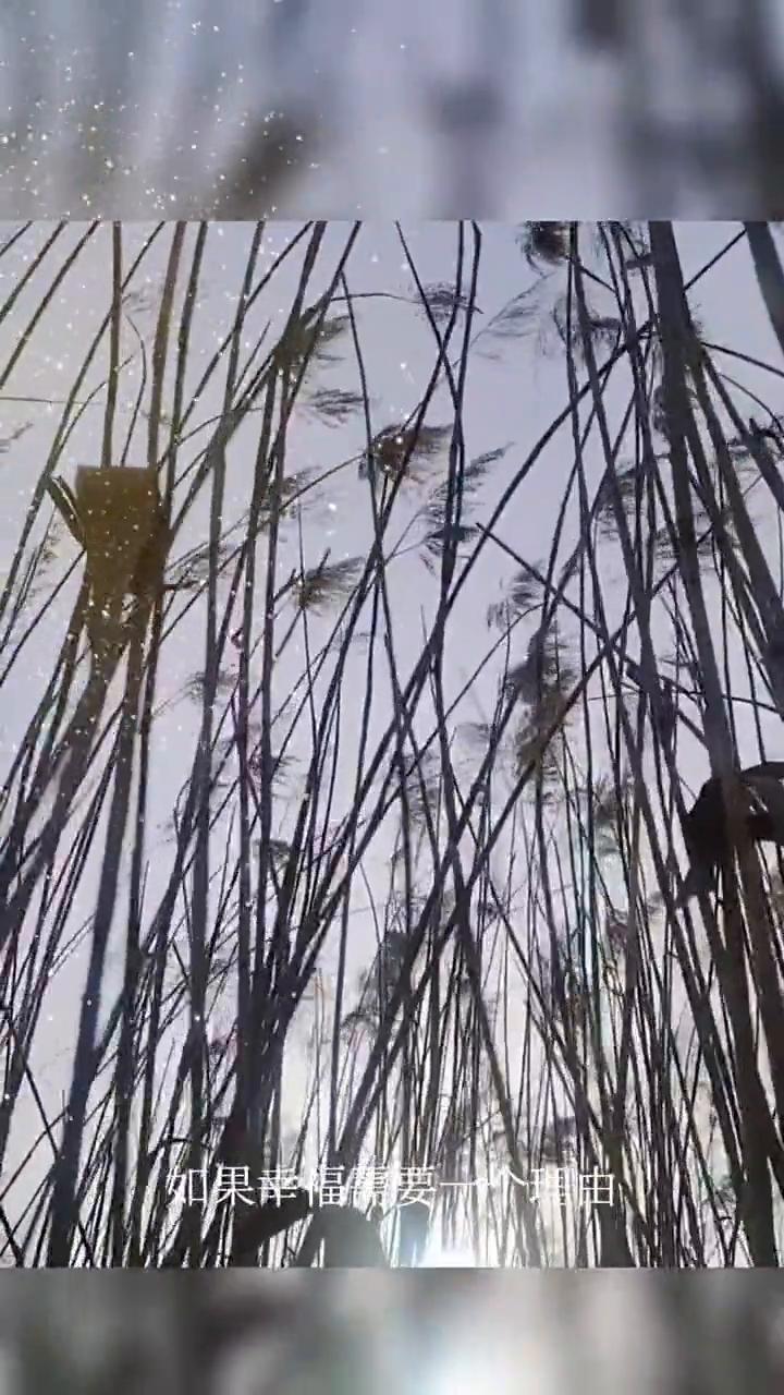 如果幸福需要一个理由，就是最珍贵的一次拥有。就像在雨后，牵着我的手，走着走着就走