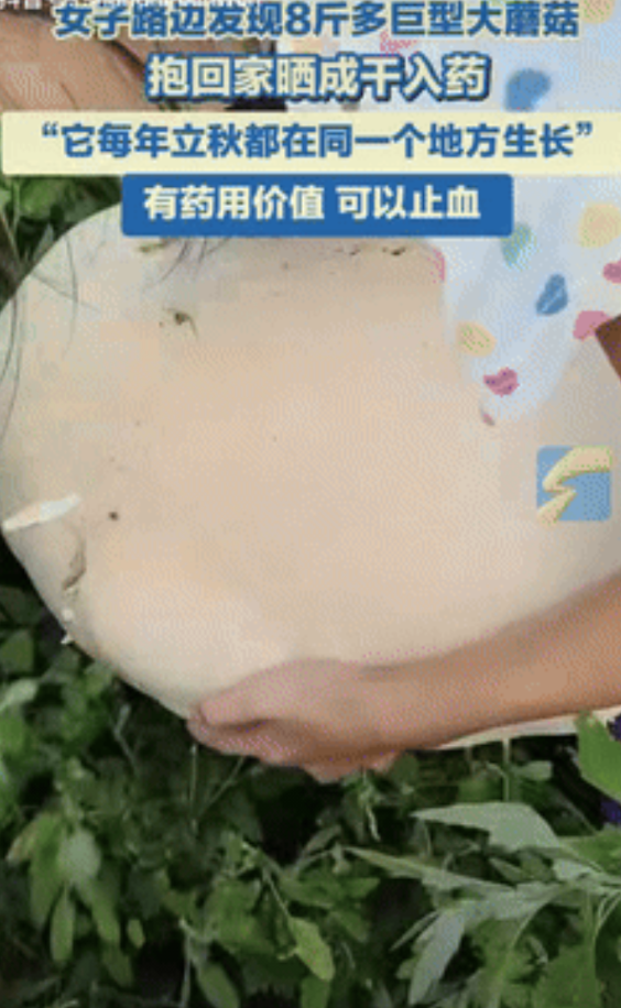 长见识了！黑龙江，女子在路边闲逛时，突然发现前方草丛有动静，她看到一抹白色，还以