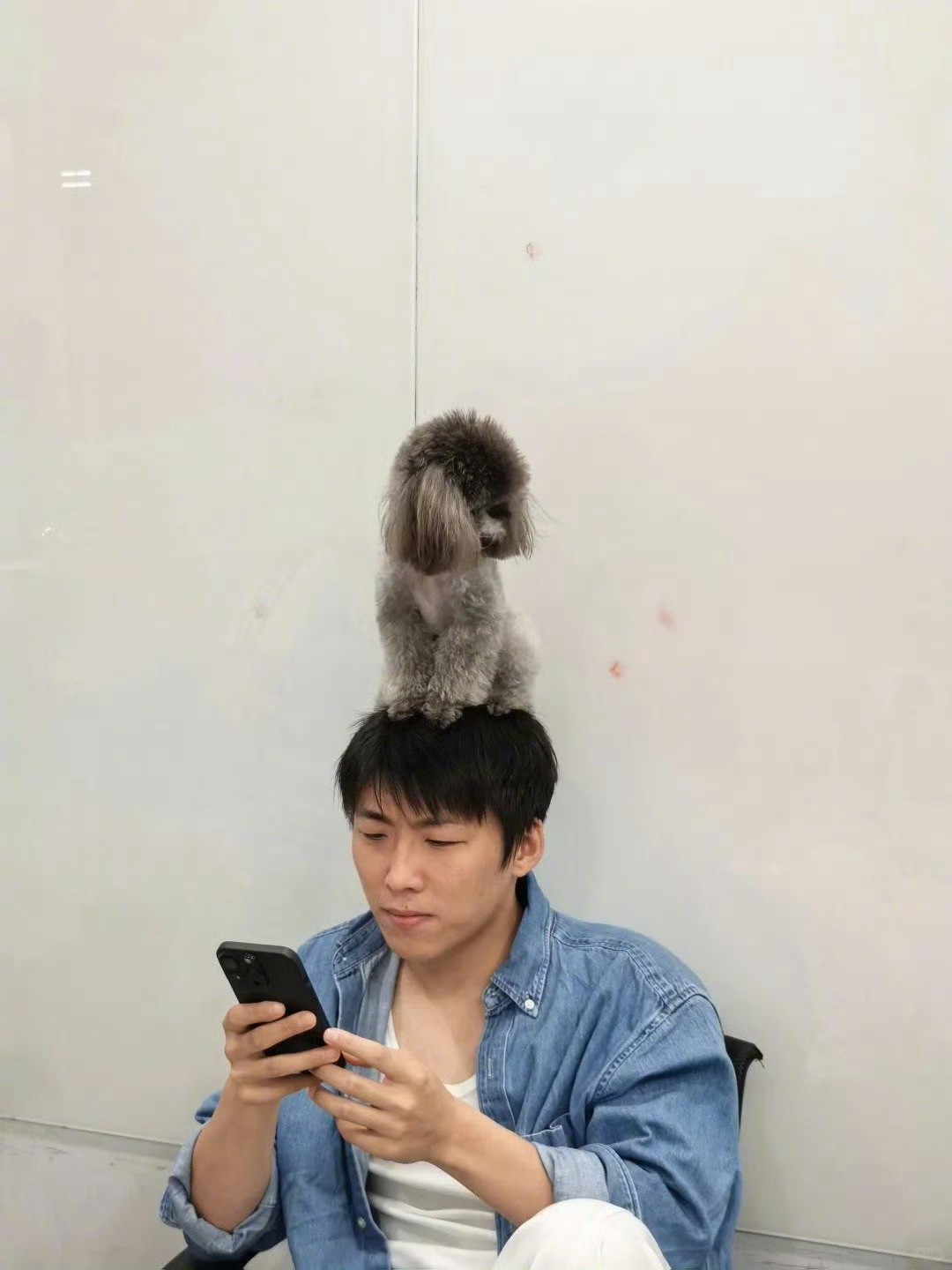脑袋大到可以停一只狗王天放这波和椰宝的互动太戳人了，“大脑袋有大用处”诚不欺我～