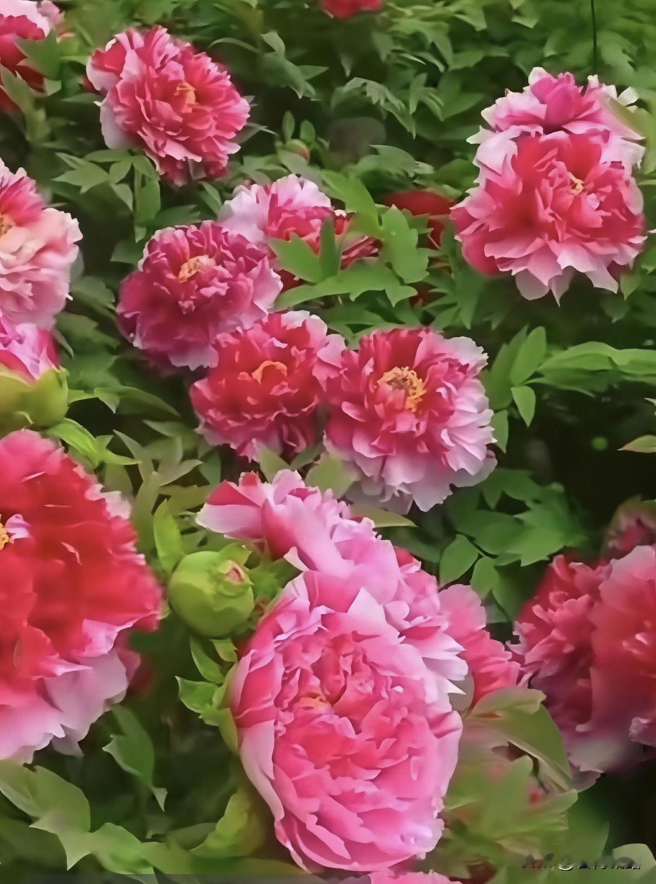 明媚四月天，牡丹盛开啦，花姿优美，花色多彩，娇柔美丽，雍容华贵，美不胜收！