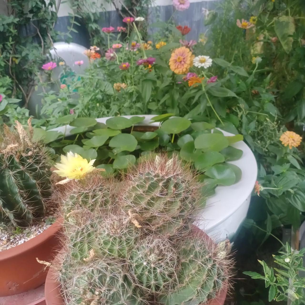 委内瑞拉是幸运的,遇到现在的美国。想找开战的理由,“洗衣粉”行不通,让中情局玩周