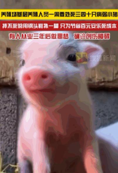 “太可恶了！”一家养殖场里养殖员，每周都要亲手摔死三四十只体弱的小猪，摔不死的，