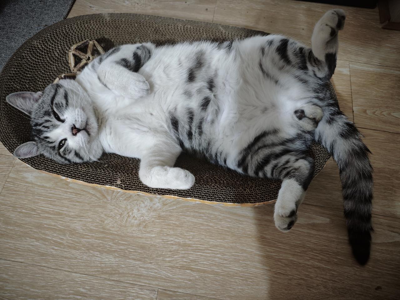 今天看到有人说他家猫出去流浪了40多天回来，发现被绝育了。我们家二哈就天天出去