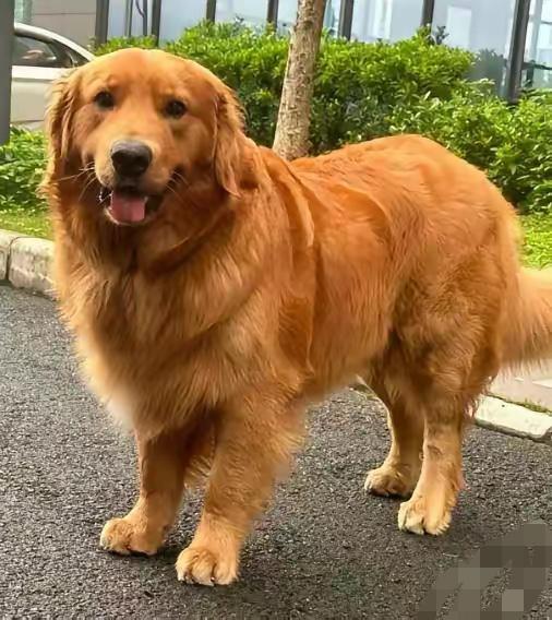 本来买金毛陪重度抑郁的老爸，八个月后他崩溃打电话：快把这祖宗送走当初查出老爸