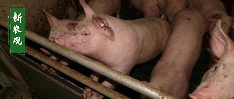 又一个产能下降了, 猪价、蛋价要集体抬头了?