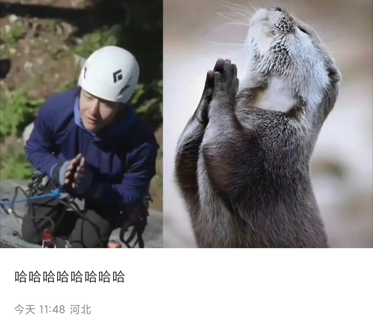 哈哈哈哈哈哈哈可爱