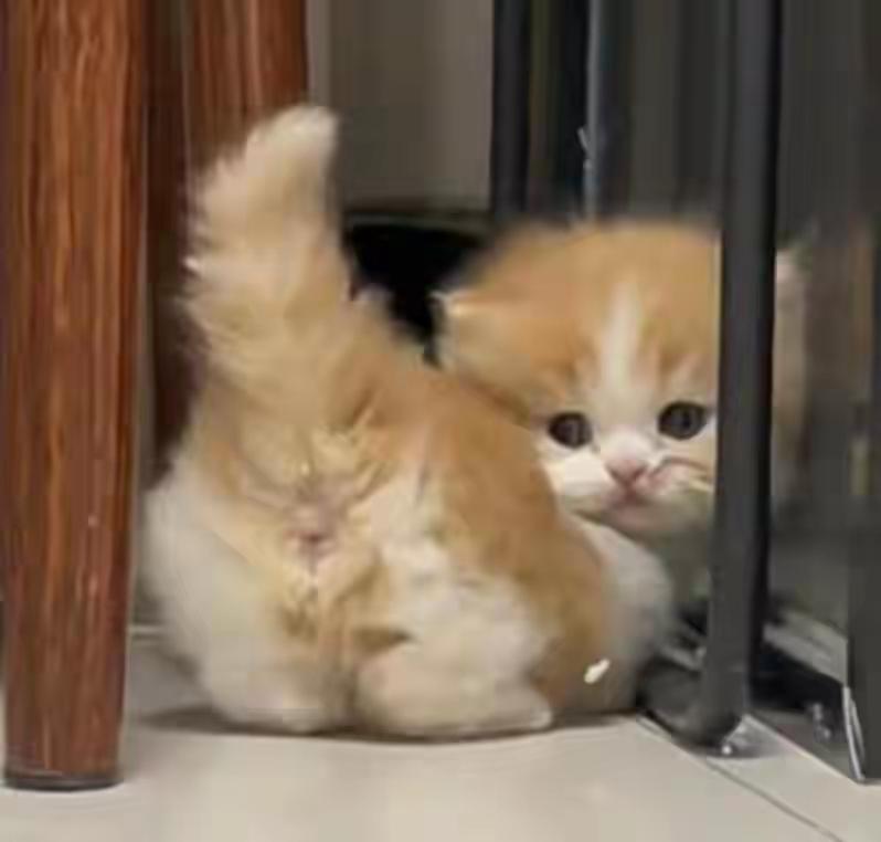 中国人为啥不吃猫肉？李时珍早把话说透，古人试错后集体放弃“猫肉到底能不能吃？”