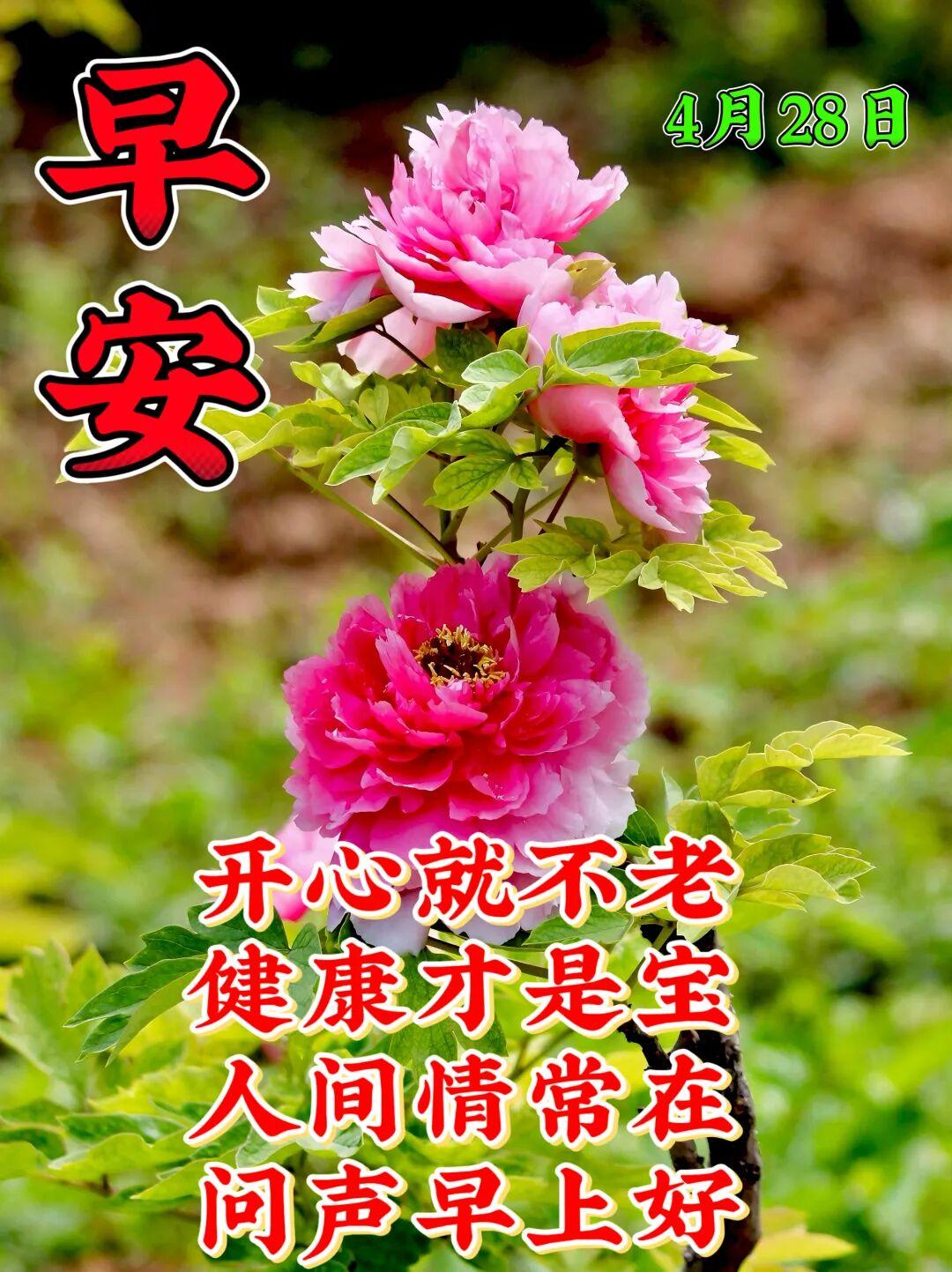 新的一天，愿美丽的阳光☀️美丽你的心情，好运与你相伴行🍀。不忙碌，不烦恼，绽放