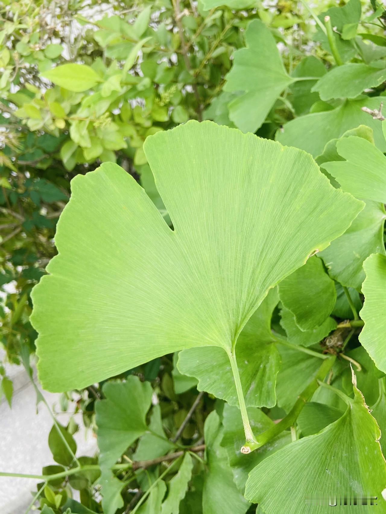 这个和影视剧的发展方向应该是差不多的吧！看现在的真人短剧无论是演员阵容，还是