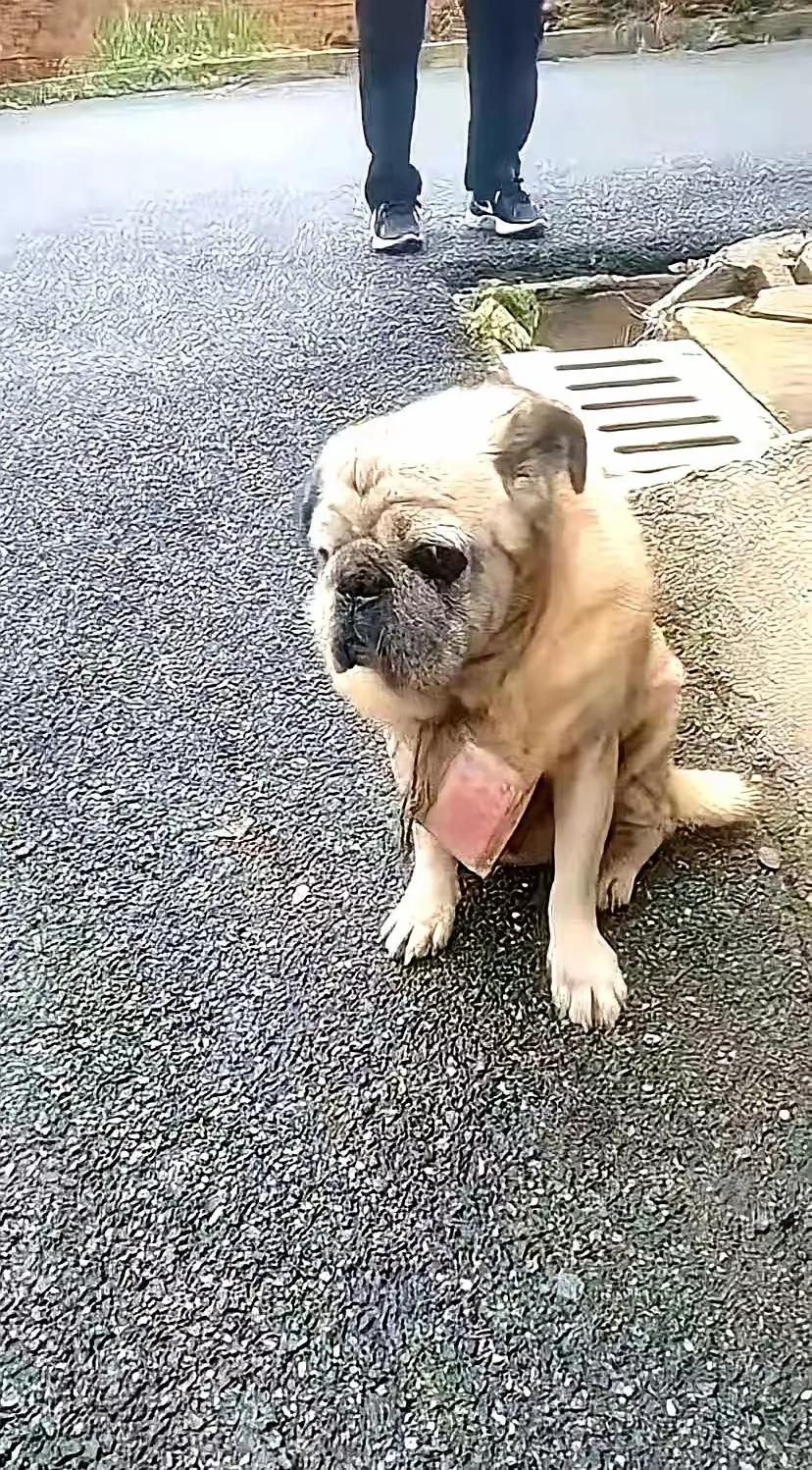 这只狗狗被搬家的主人遗弃了，它脖子上挂着一个透明塑料袋，袋子里有几百块钱，这是