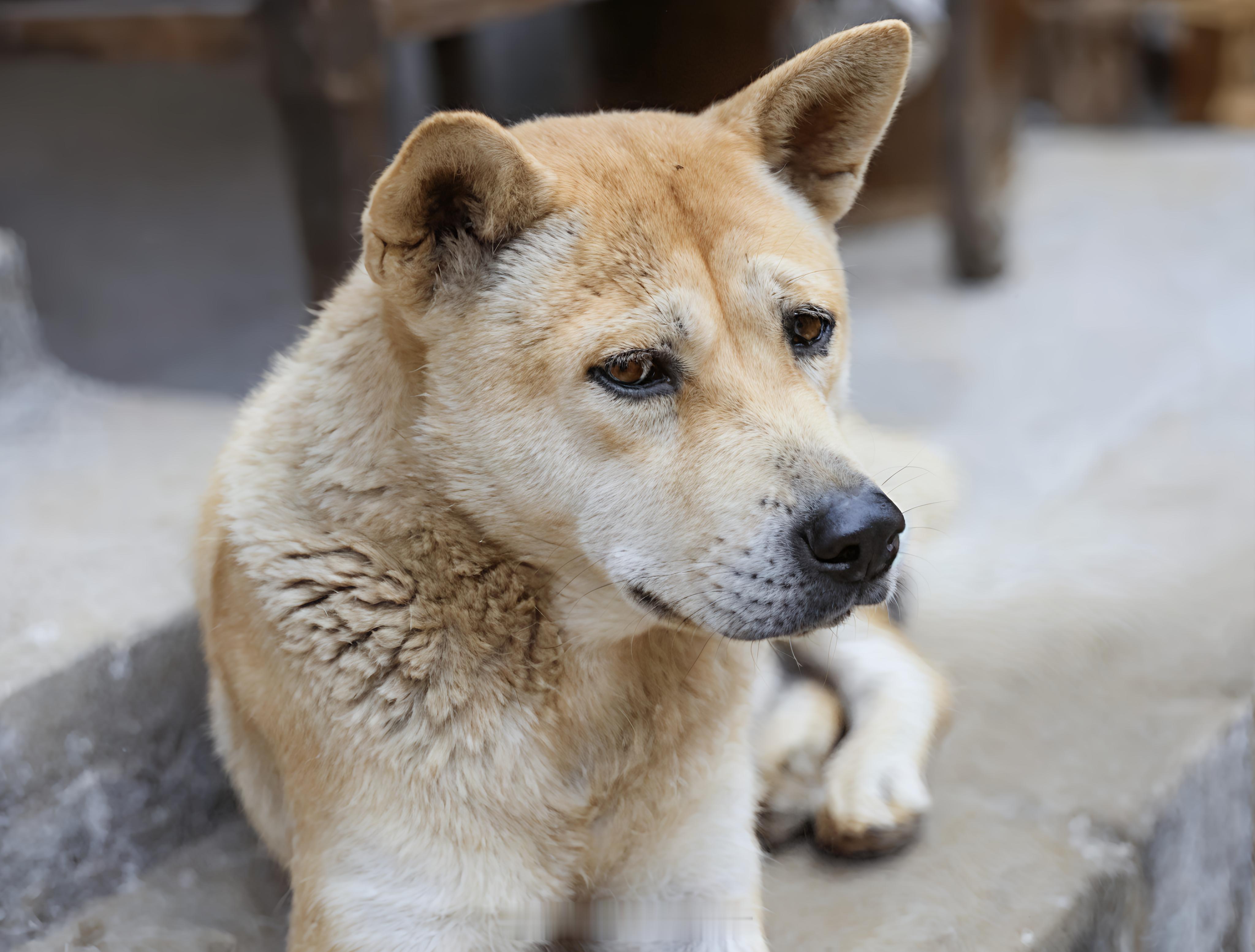 中华田园犬禁养到底是哪个谁提出来的？这届网友这么厉害，直到现在也没扒出来吗？