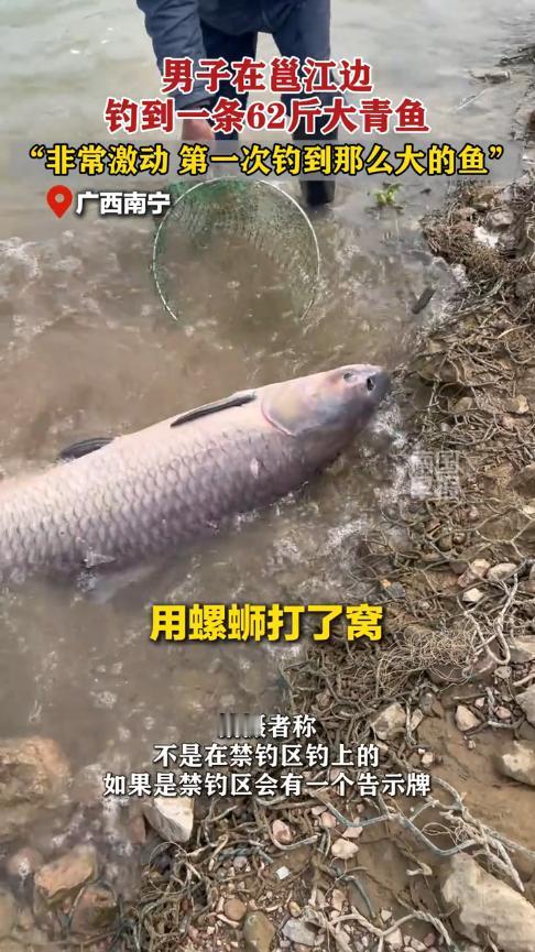 “这简直是捡钱啊！”11月19日，广西南宁，一男子在河边钓鱼时，鱼线突然绷直，整