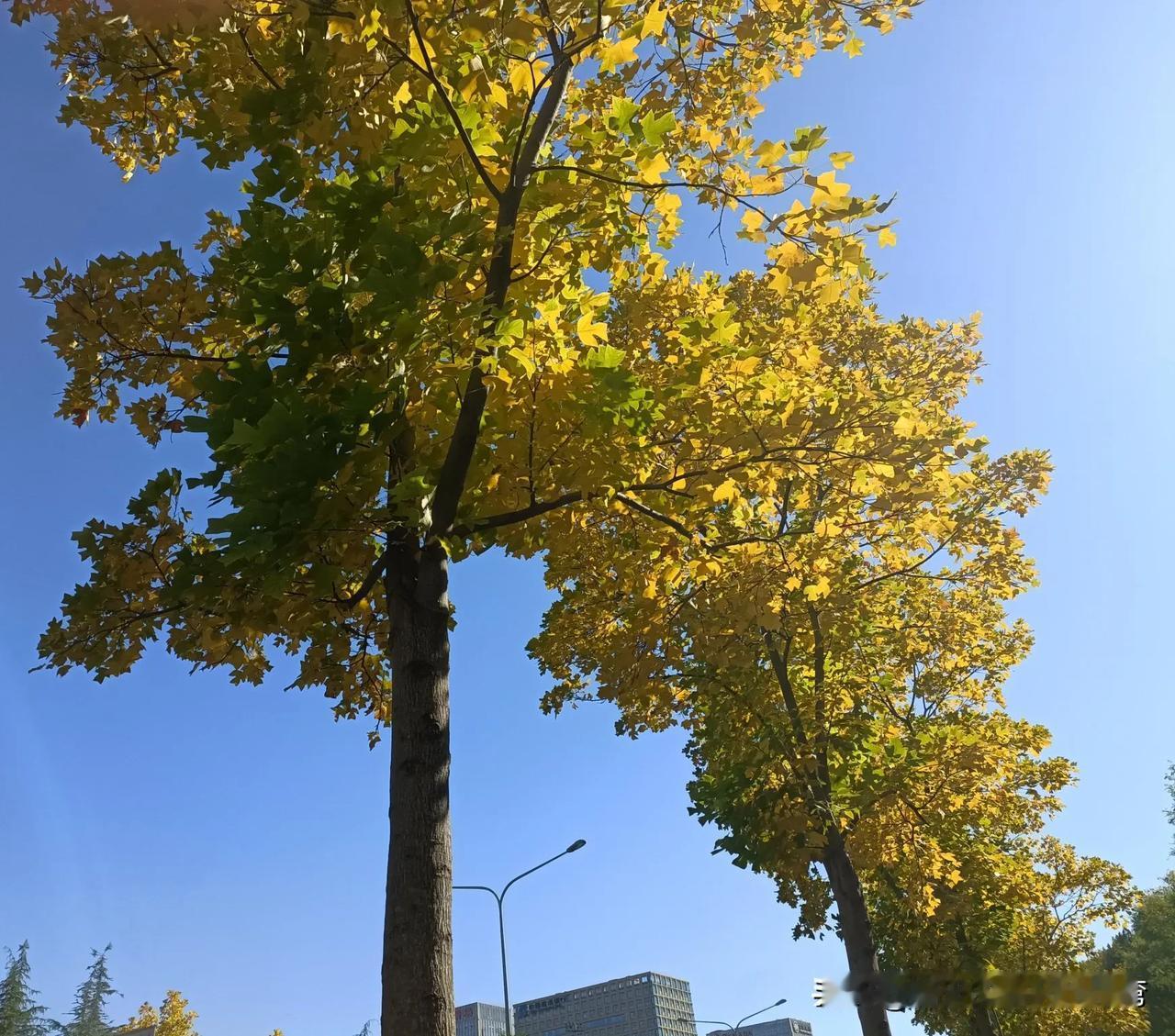 同事的孩子走了。我们都跟着伤心了好久。同事的孩子今年读初三，是我们看着长大