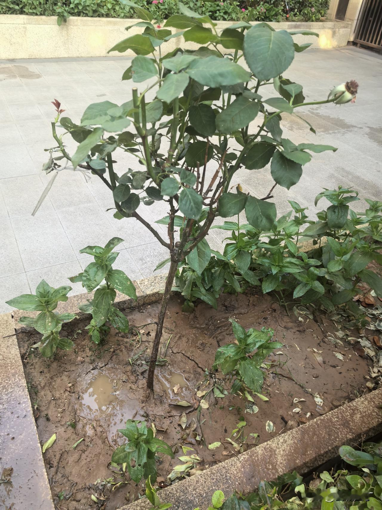 物业不给力正合我意啊，这县城里烂尾小区一平方3块6的物业，树死了花枯了。花池