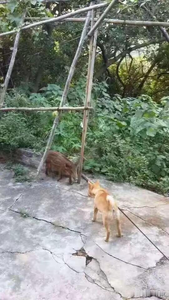 3. 广东300斤野猪“猪五妹”走红爱吃苹果会点头鞠躬：广东江门300斤“猪五