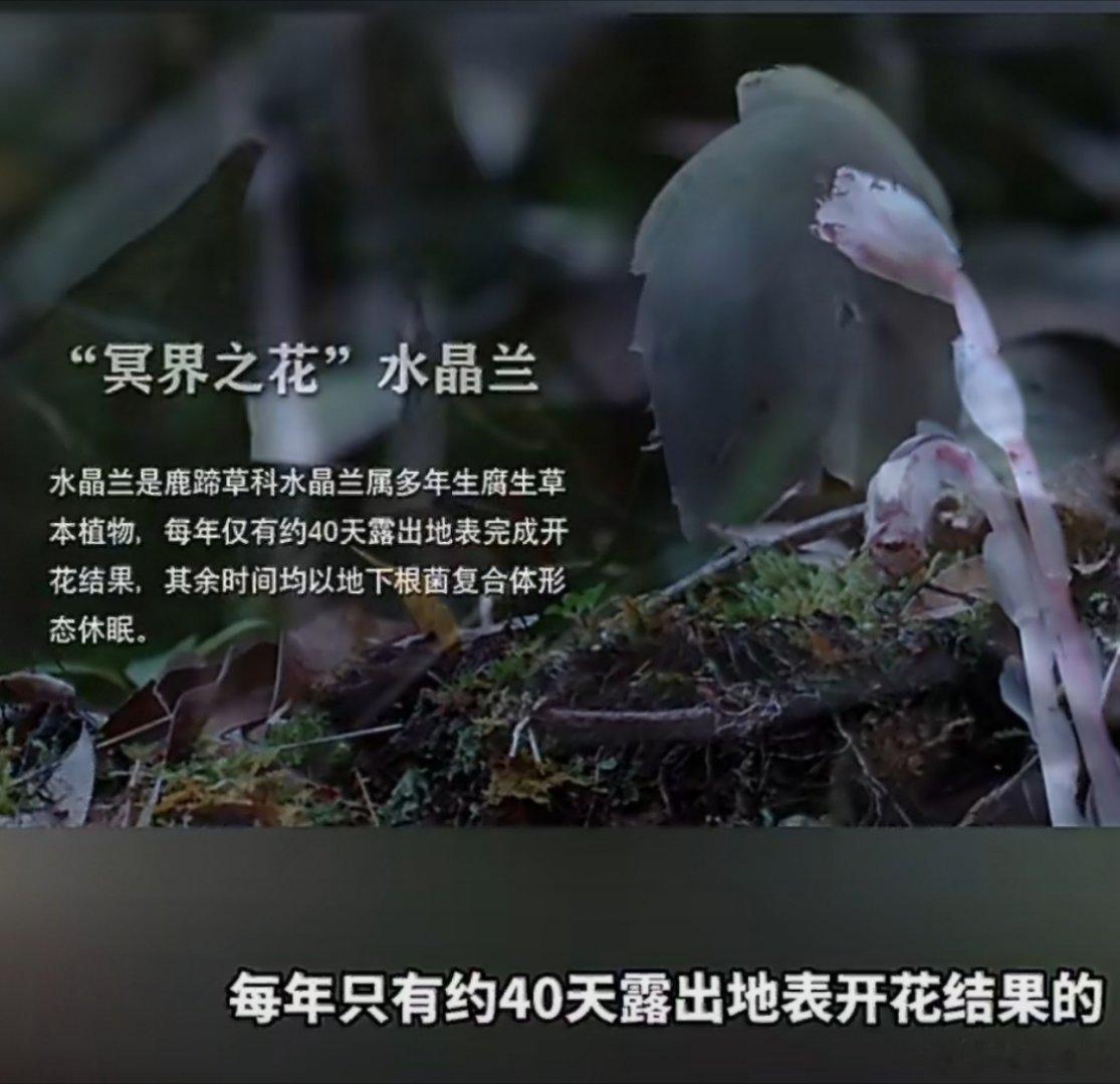 #机器狗第一次进哀牢山就拍到冥界之花#哀牢山山高林密、地势险峻，复杂地貌让探索之路充满艰险，却也留存