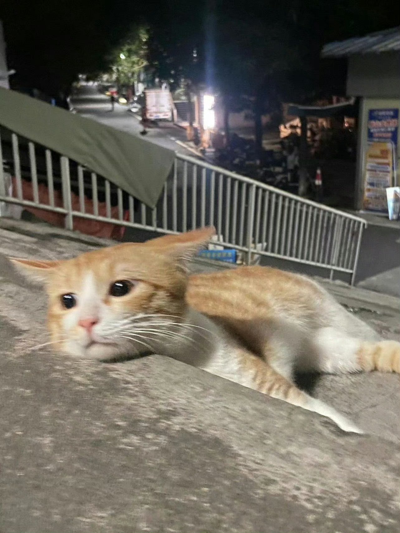 猫咪：可以到你家借宿一宿吗🥹​​​