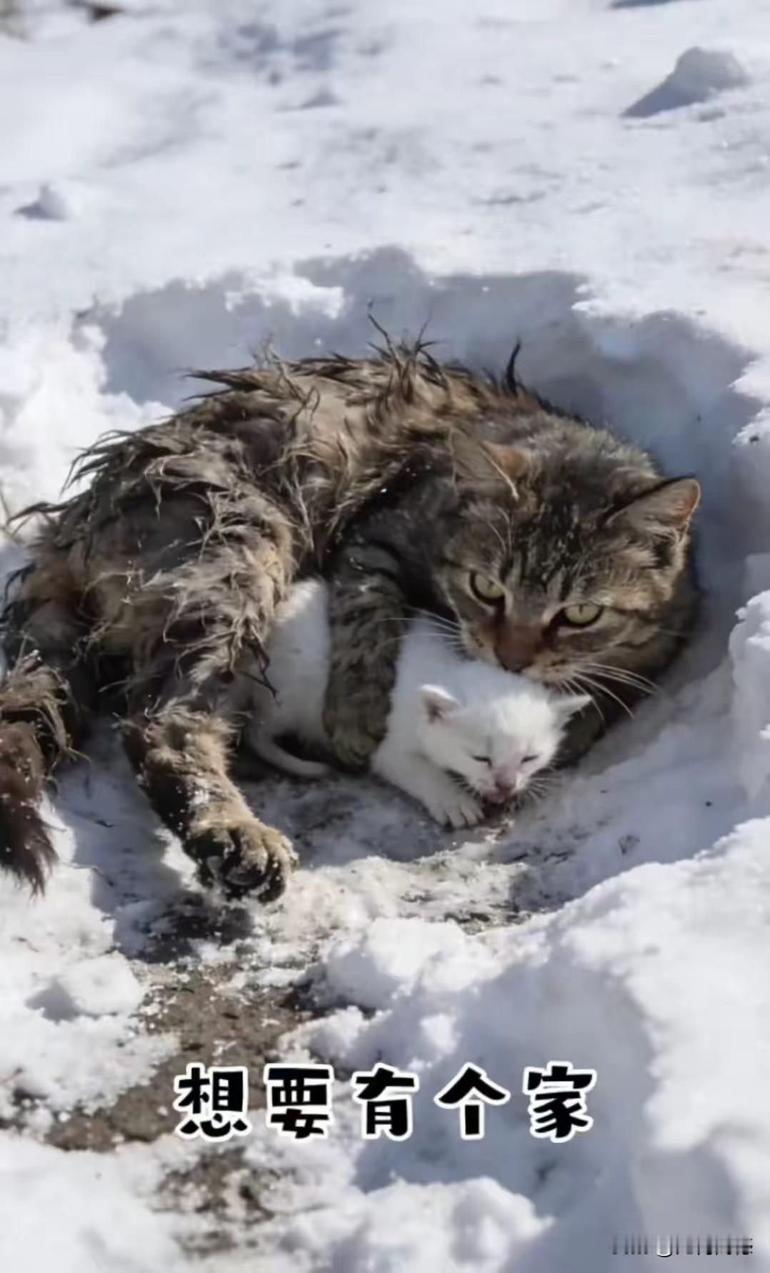毛孩子趴在冰天雪地里，突然让我想到了我自己，毛孩子想要拥有一个家是多么的难呐，作