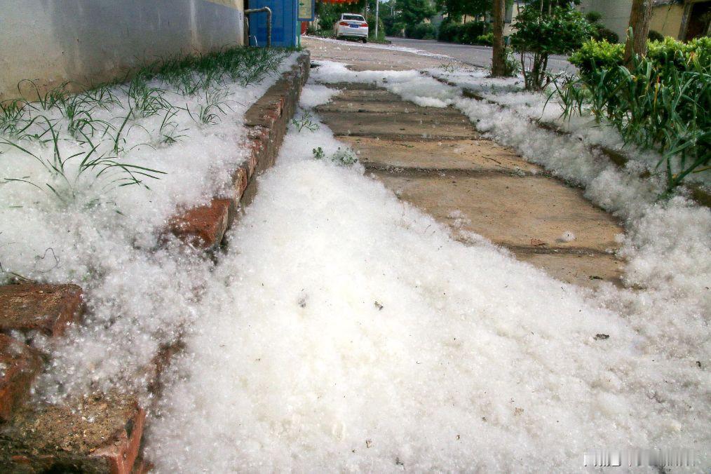 北京飞絮的杨柳树，真的能全砍了吗？近段时间北京飞絮又飘的厉害，不少人吐槽：