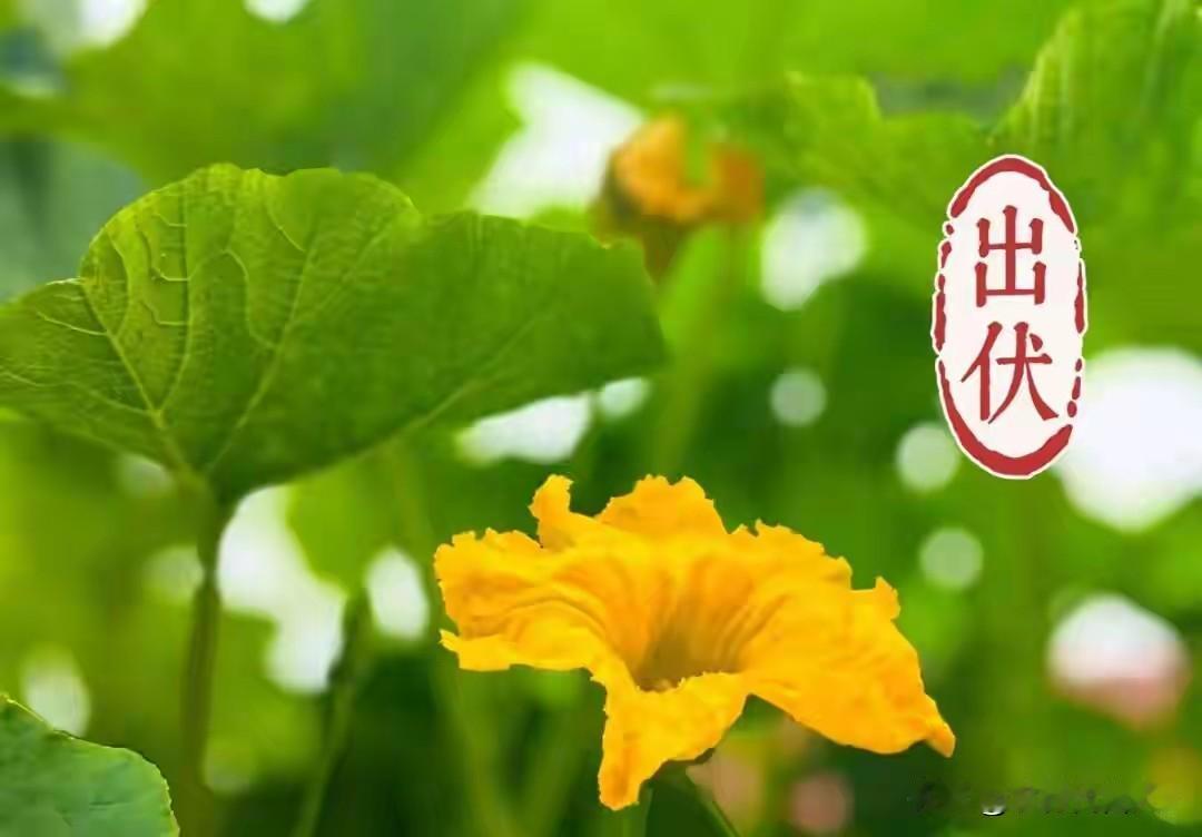 老话“就怕处暑不出伏”，8月23日处暑，处暑出伏前，有啥说法？再过两天就是