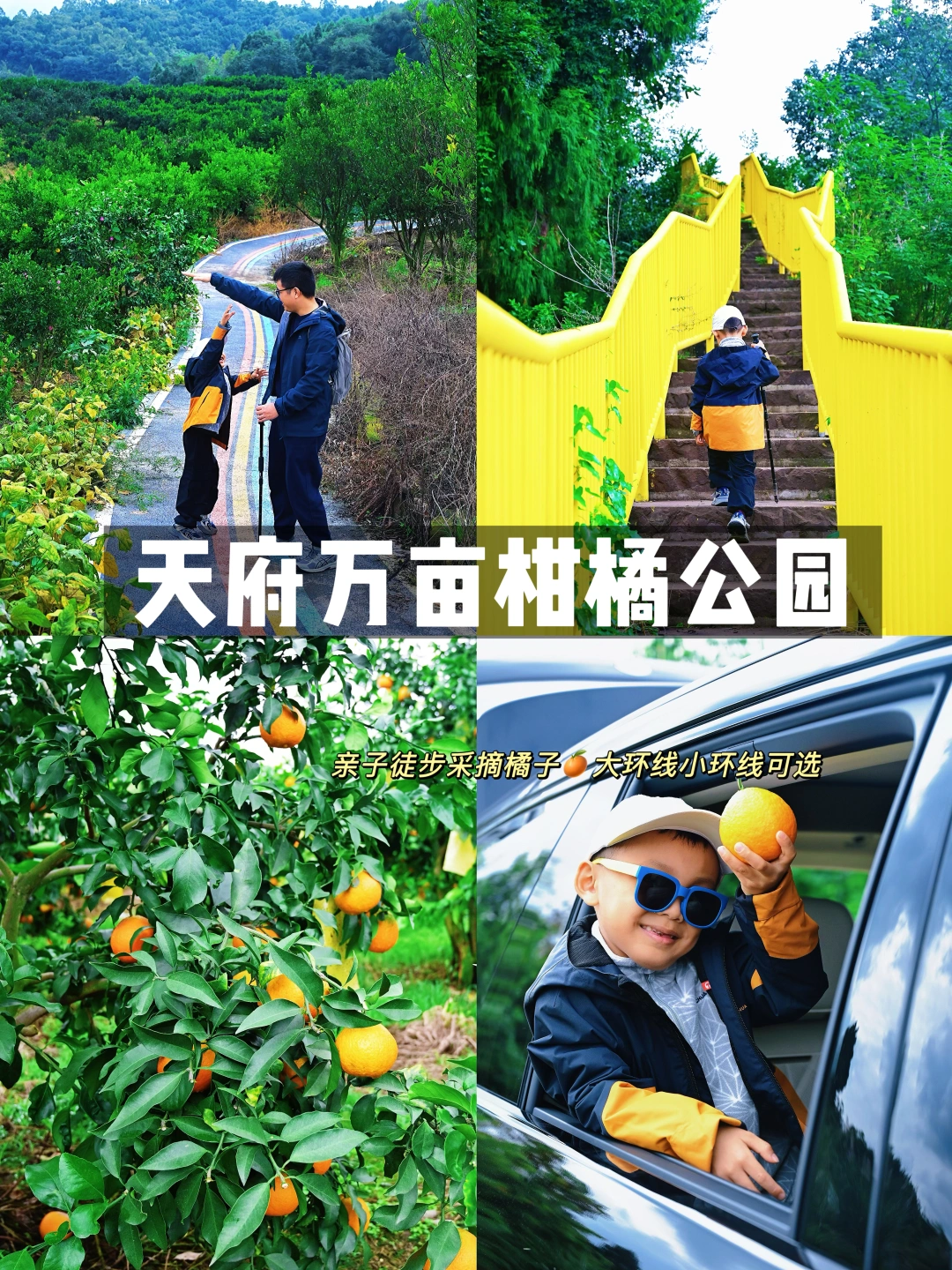 南门40min‼️藏在天府新区的橘林🍊徒步秘境